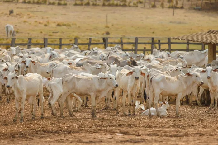 Foto: Reprodução/Secom Piauí