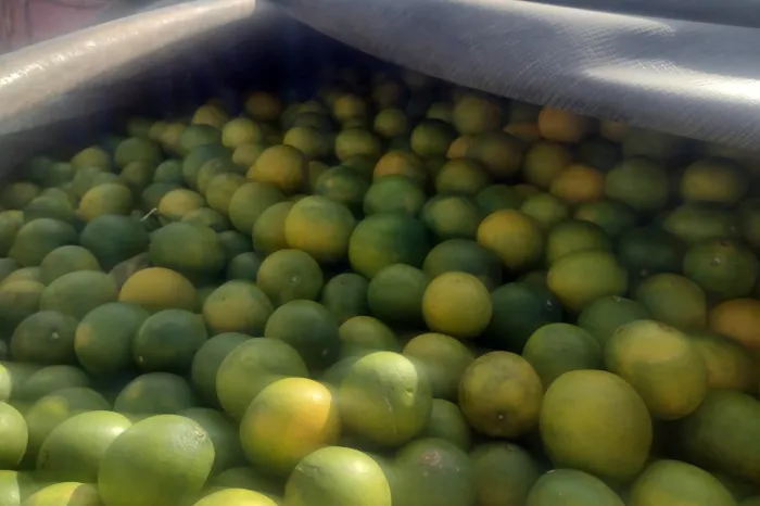 Crédito: Divulgação