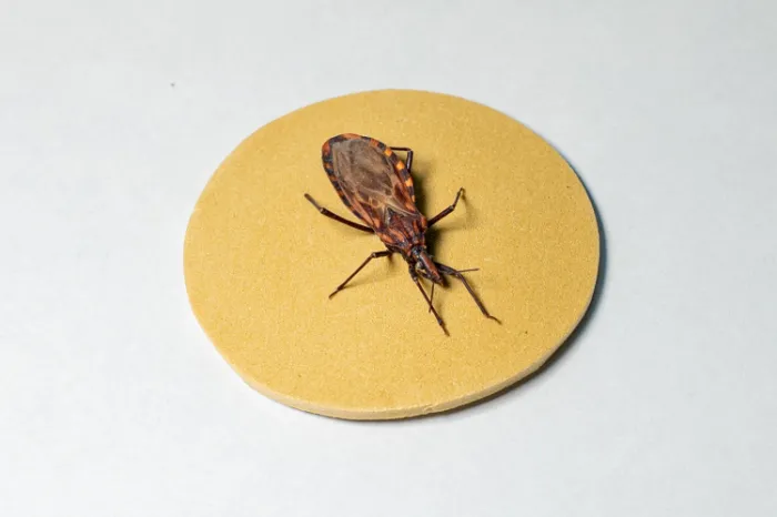 América Latina é campeã em casos anuais de doença de Chagas – Foto: José Felipe Batista/Comunicação Butantan