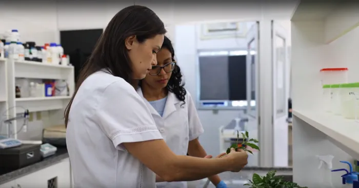 Rede Inova Café: Design de biofertilizantes modernos para lavouras de café é tema de novo vídeo
