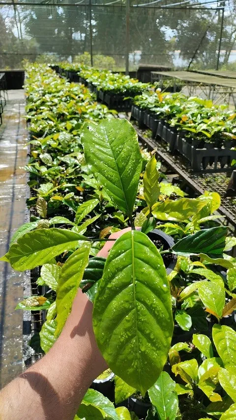 Pesquisa do Incaper melhora qualidade de mudas de café conilon