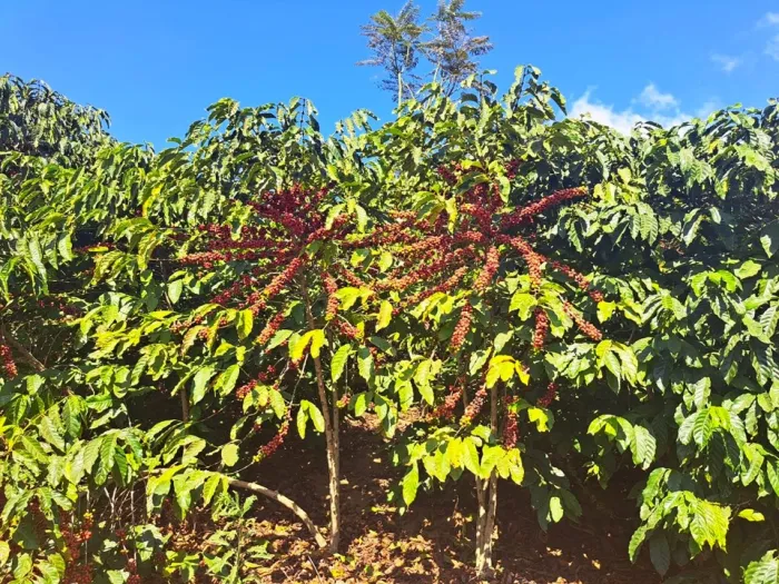 Estudo internacional destaca potencial de adaptação do café conilon às mudanças climáticas