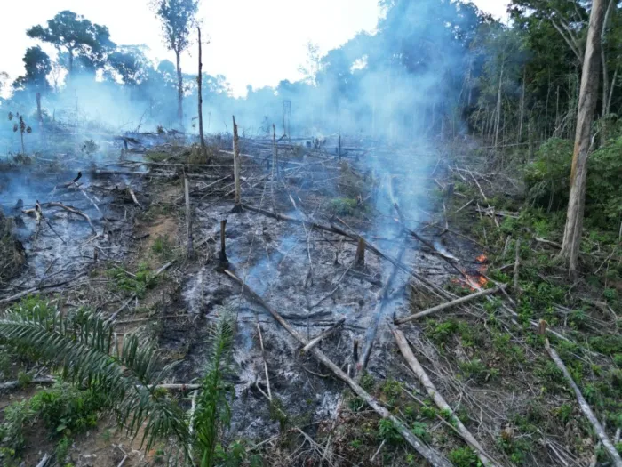 Operação Curupira: Ipaam aplica mais de R$ 100 mil em multas ambientais, em uma única operação