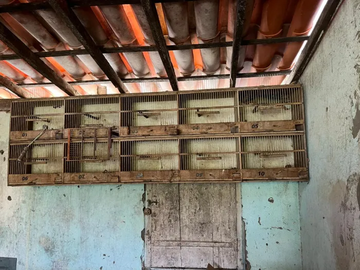 Operação ‘Ouro Verde’ apreende 18 pássaros silvestres em Mutuípe