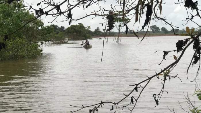 - Pesquisa caracteriza espécies de peixes do médio Tocantins em Imperatriz (Foto: Divulgação)