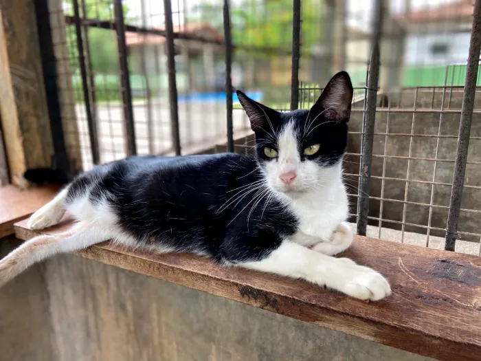 CCZ: Agendamento para castração de cães e gatos será nos dias 22 e 23 de agosto