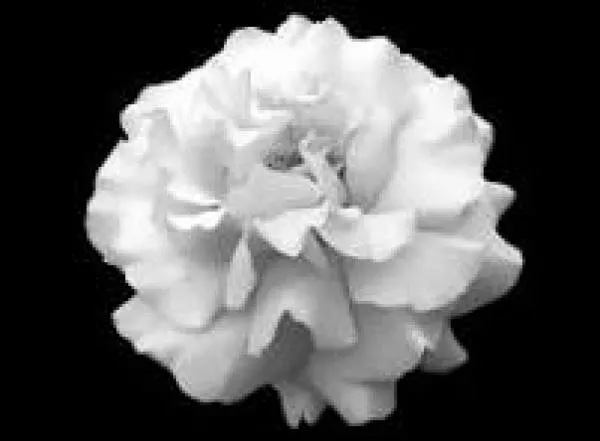 Foto: Reprodução/Prefeitura de Sorriso - MT