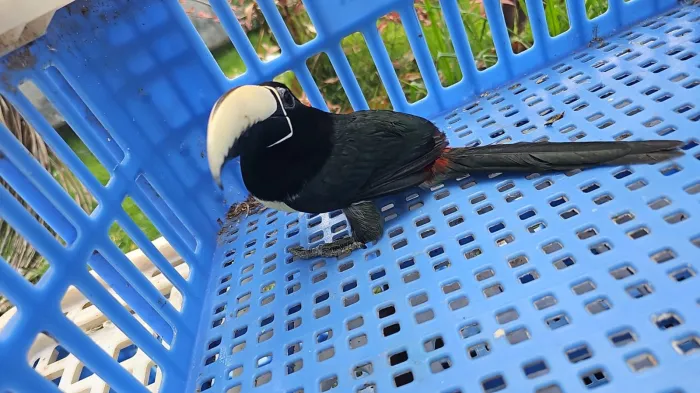 - Aves silvestres encontradas em propriedade de suspeito de homicídio preso na Operação Scarface (Foto: Divulgação)