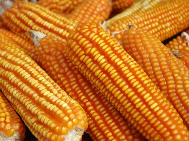 Foto: Reprodução/Secom SC