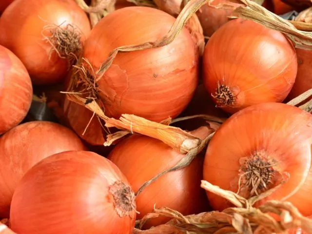 Uso de ar forçado no armazenamento da cebola reduz as perdas causadas pela podridão bacteriana 