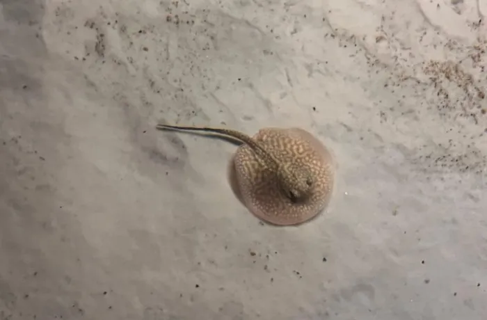 Parentes dos tubarãoes, arraias de água doce ganham berçário e são nova atração no Bioparque