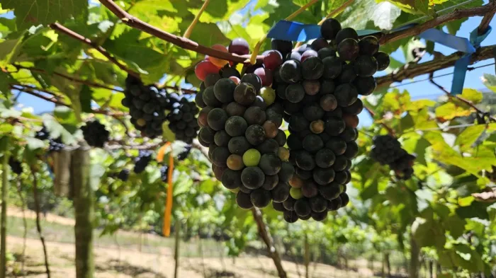 Inscrições abertas para seminário de agroecologia em Santa Teresa