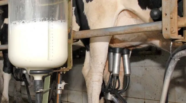 Objetivo do programa é incentivar a produção de leite por agricultores familiares e atender a demandas locais de suplementação alimentar (Foto: Agrodefesa)