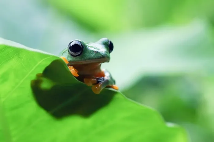 Fapes adere a dois editais do CNPq para apoiar projetos capixabas de pesquisa ecológica e taxonomia biológica