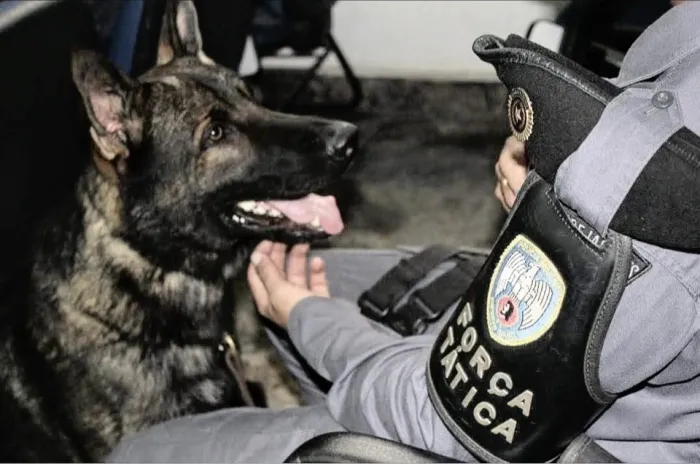 Nota de falecimento – cão policial “Mike”, da 10º BPM