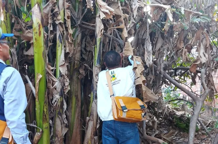 - Coleta de dados Inquérito Entomovirológico para Febre Oropouche no Maranhão (Fotos: Divulgação)