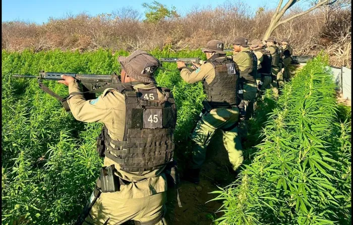 Alunos do Curso de Operações das PMs do Piauí e Bahia localizam roça com 90 mil pés de maconha em Conceição do Canindé