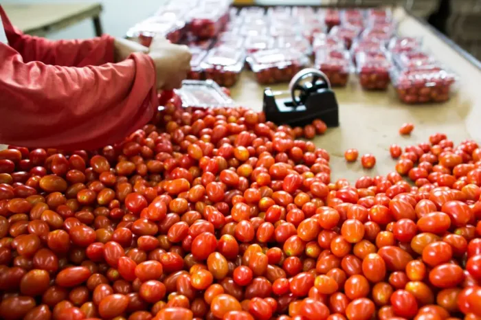 Goiás ocupa o primeiro lugar nacional na produção tomate e o quarto em cereais, leguminosas e oleaginosas (Foto: Wenderson Araújo/CNA)