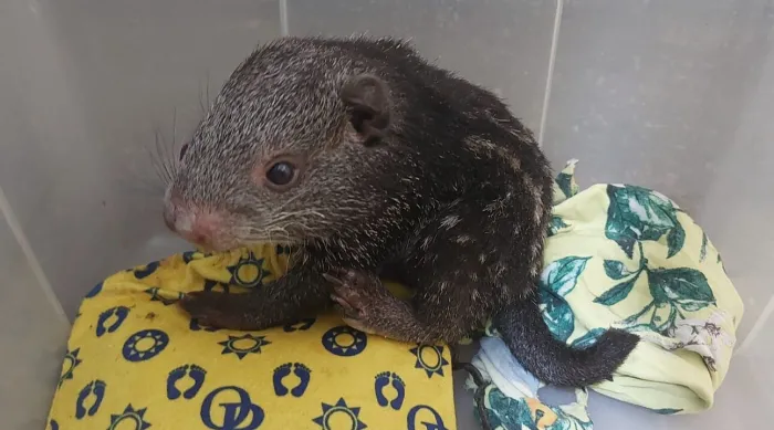 Sema, Ibama e Ufac realizam campanha para ajudar animais resgatados no Acre vítimas de incêndios florestais