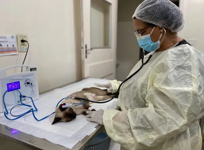 CCZ: Centro de Zoonoses realiza castração gratuita de cães e gatos por meio de agendamento