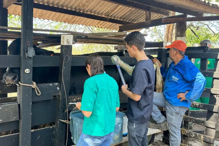 Programa de melhoramento genético começa com indução de cio em 36 vacas em Jaguara