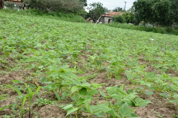 Agricultura tradicional precisa ganhar novos componentes
