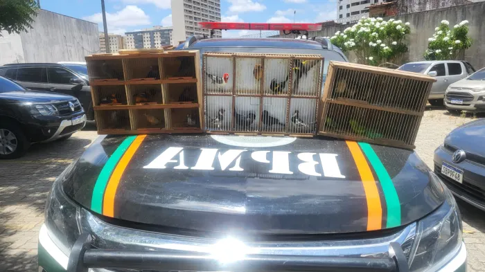 PMCE apreende 27 aves silvestres em feira livre na Capital