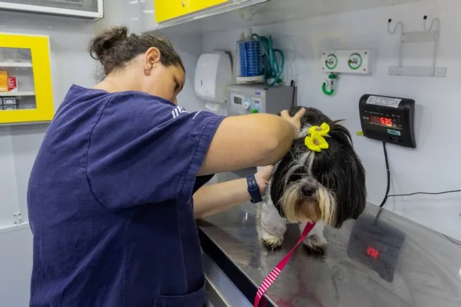 Prefeitura de São Sebastião realiza campanha de prevenção ao câncer de mama em pets
