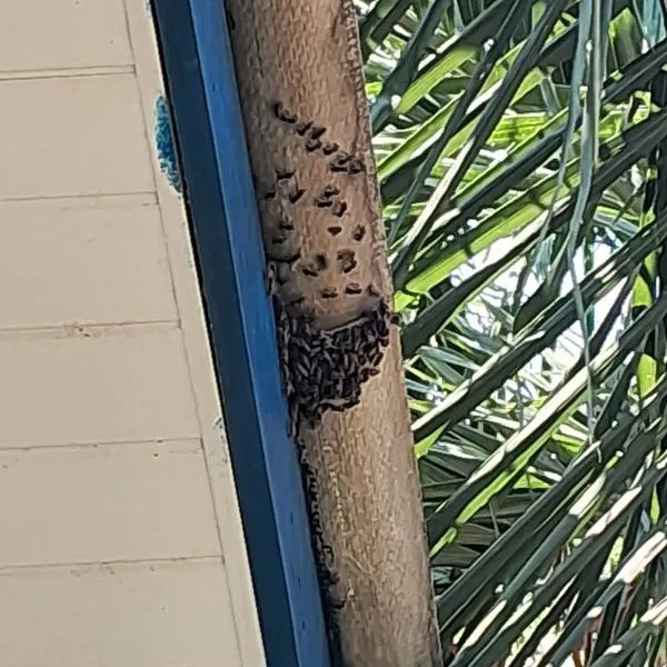 Foto: Reprodução/Prefeitura de Sorriso - MT