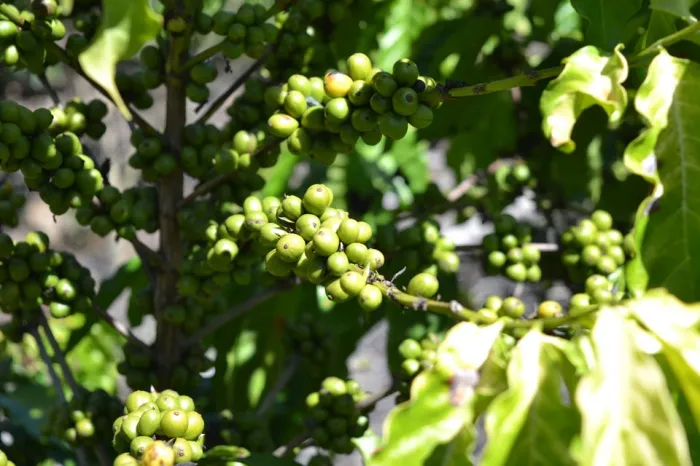 Incaper garante R$ 3,4 milhões em novos projetos de pesquisa para fortalecer cafeicultura capixaba