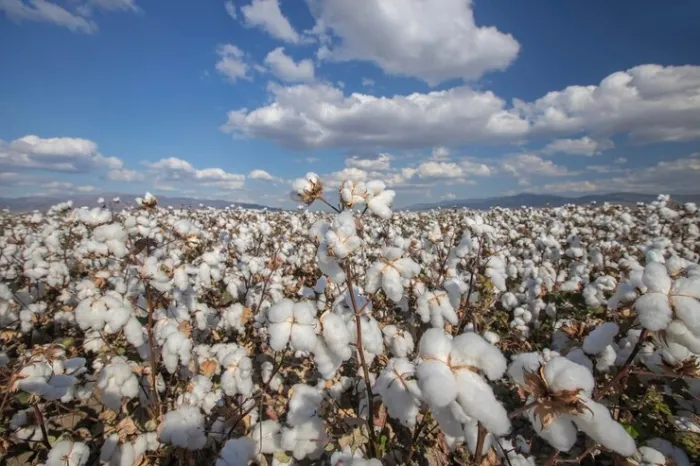 Costa Rica é o 6º município mais rico do Agronegócio em Mato Grosso do Sul em...