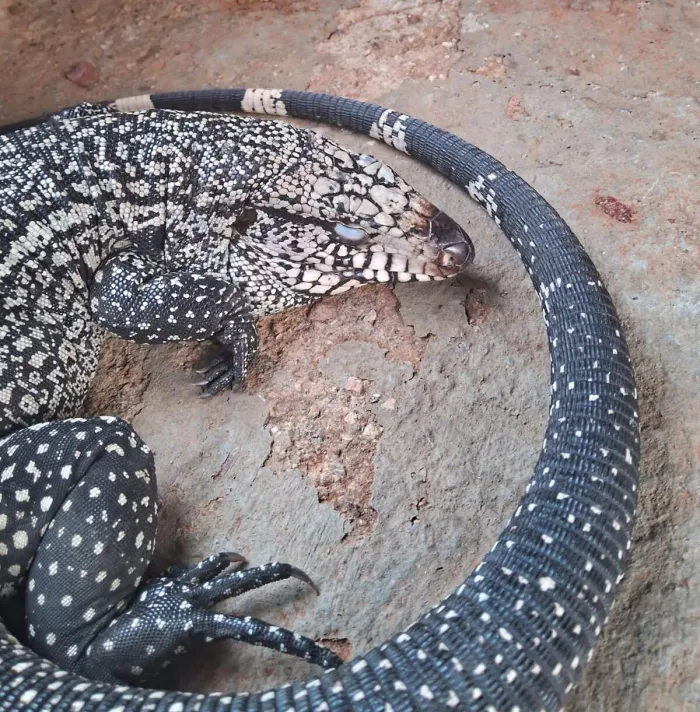 Polícia Militar resgata lagarto vítima de maus-tratos no Crato