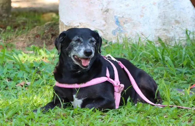 SESAU realiza ações do PATA Móvel e vacinação de cães no bairro São Francisco na próxima semana