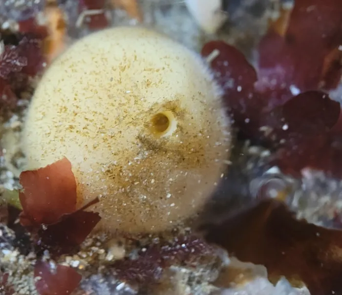 Aberta a consulta pública para avaliação de risco de extinção da fauna catarinense para o grupo Porifera