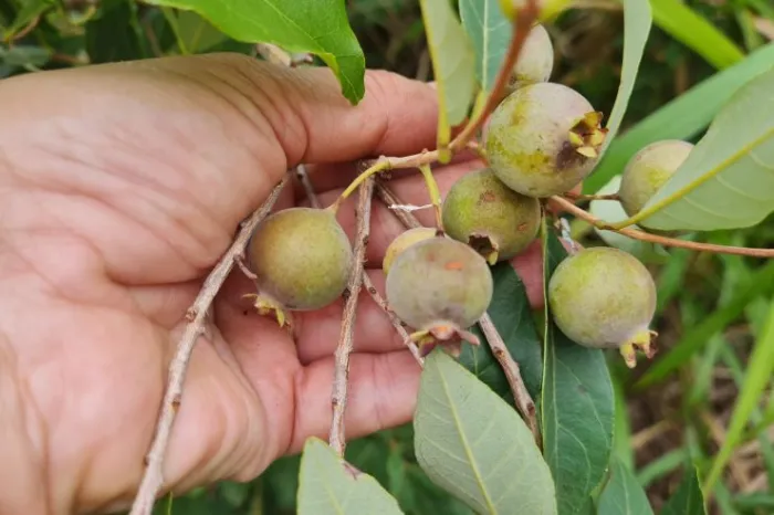 Guavira, fruto símbolo de Mato Grosso do Sul, é tema de seminário que será realizado na quinta e na sexta-feira desta semana