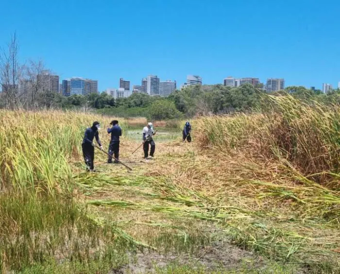 Parque Estadual do Cocó cria aceiros para prevenir incêndios florestais