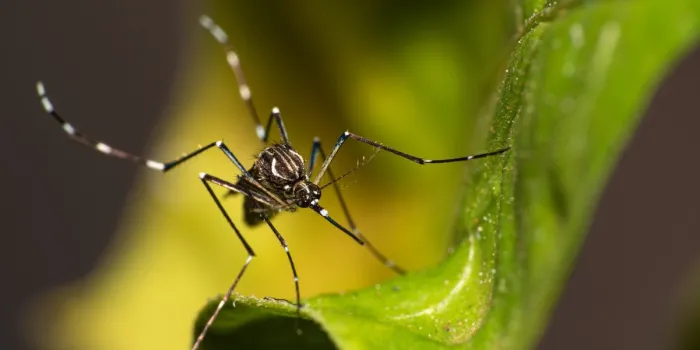 Governo de SP promove semana de mobilização contra a dengue