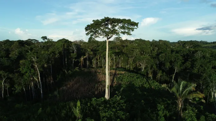 Acre apresenta redução estimada em 25,45% nos índices de desmatamento na Amazônia, segundo dados do Inpe
