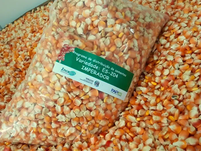 Agricultores capixabas recebem sementes para plantio de milho crioulo