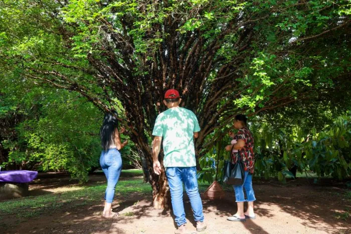Palmenses comparecem ao primeiro dia da colheita da 6ª edição da Festa da Jabuticaba