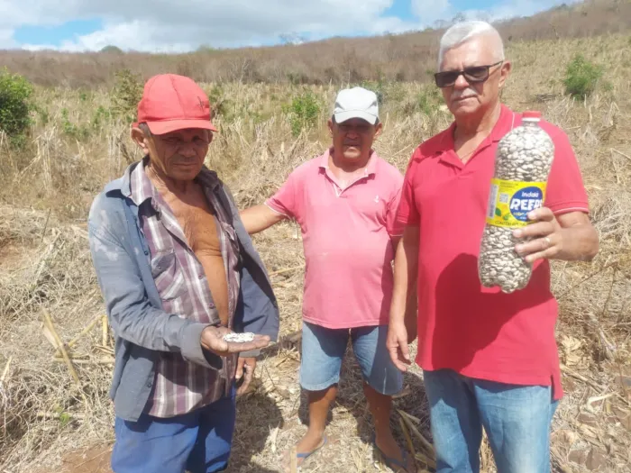Ações do Governo impulsionam Alagoa Grande na liderança da produção de fava na Paraíba