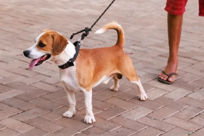 Semus realiza mais de 300 atendimentos em ação contra o calazar nas regiões norte e sul de Palmas