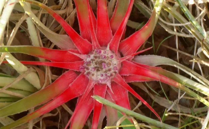 Naturatins abre consulta pública para elaboração da lista estadual de espécies ameaçadas de extinção