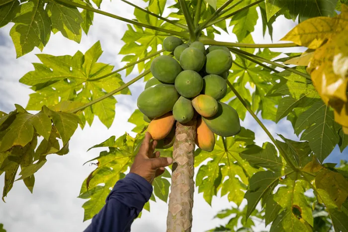 Mosca-da-carambola: Adaf alerta que mamão entrou na lista de frutos com trânsito proibido para o Amazonas