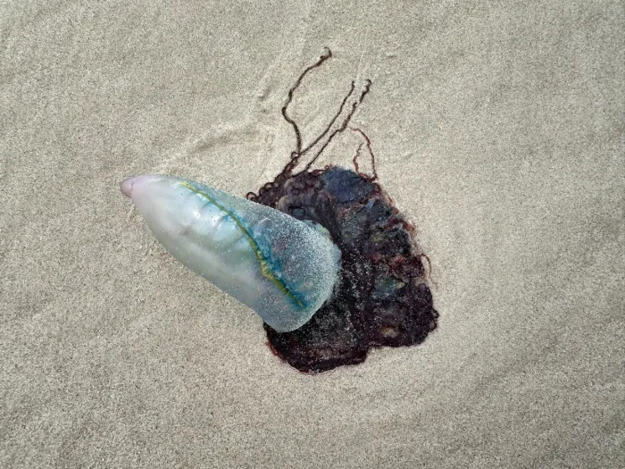 Foto: Reprodução/Secom Maranhão