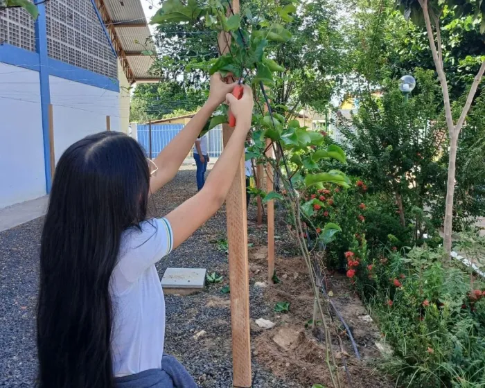 Horta escolar em Castelo do Piauí promove educação ambiental e alimentação saudável