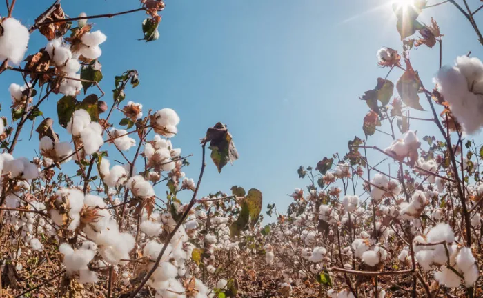Em crescimento no Tocantins, plantio de algodão está autorizado a partir desta quinta-feira, 21