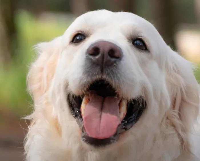 Saúde: SMS passa a adotar novo sistema para castração de cães e gatos