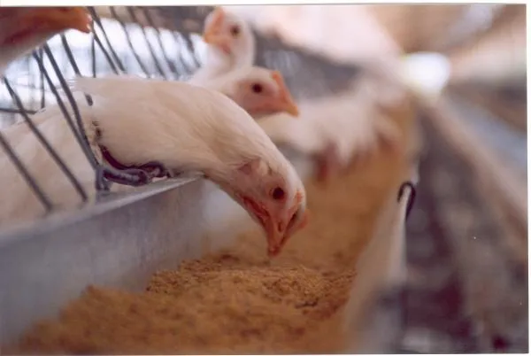 Foto: Reprodução/Câmara de Sorriso - MT