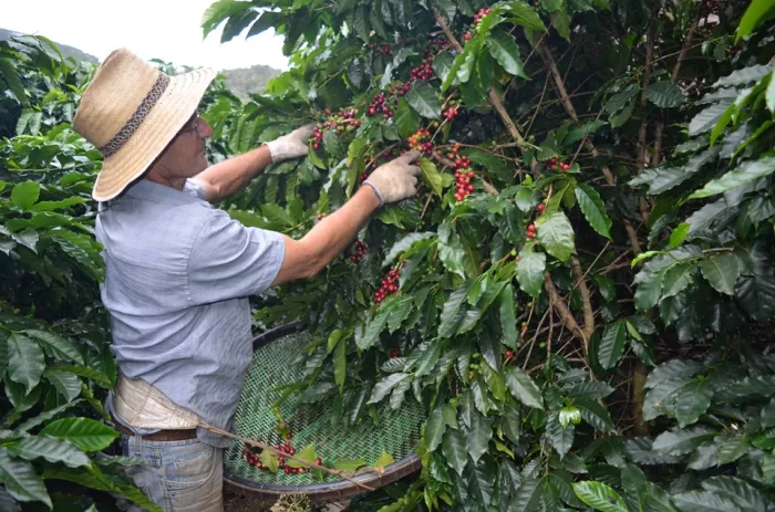 Destaque no COY, Espírito Santo investe em qualidade do café há mais de 20 anos